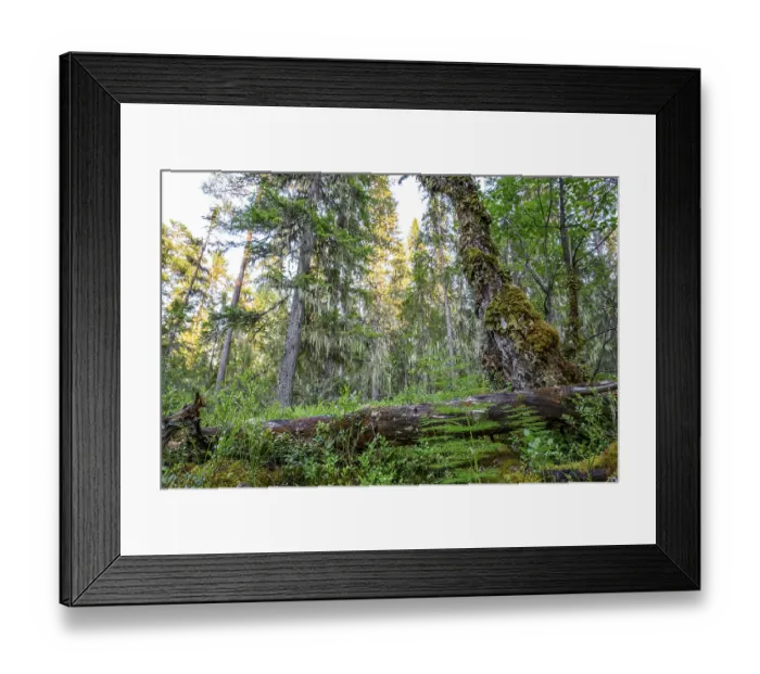 Framed Print : Fallen tree trunk covered with moss in a wooded landscape Framed Print : Fallen tree trunk covered with moss in a wooded landscape