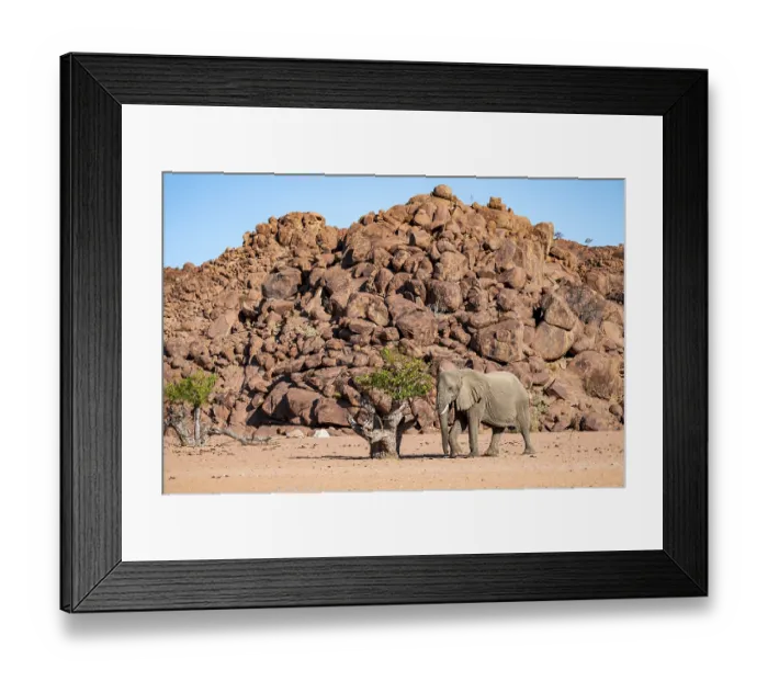 Framed Print : African elephant (Loxodonta africana)