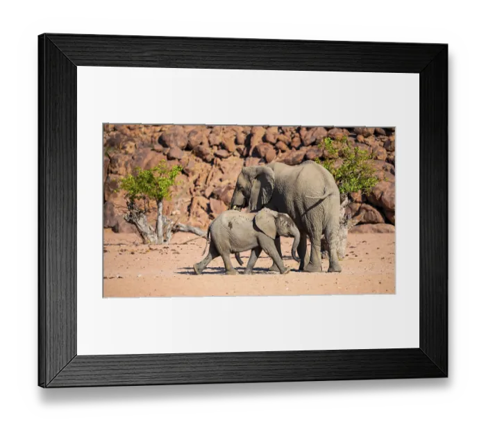 Framed Print : African elephant (Loxodonta africana) Framed Print : African elephant (Loxodonta africana)