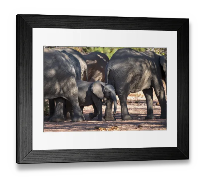 Framed Print : African elephant (Loxodonta africana)