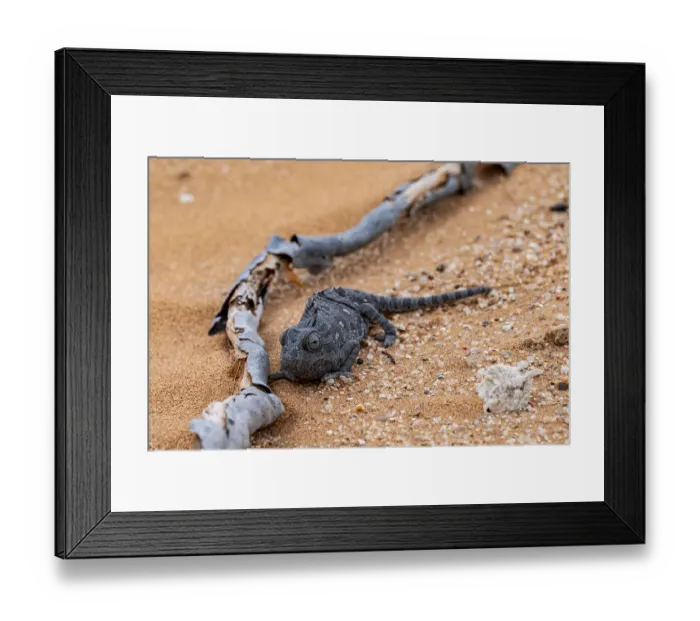 Framed Print : Desert chameleon, Namaqua chameleon (Chamaeleo namaquensis)