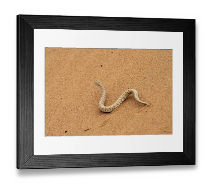 Framed Print : Dwarf puff adder (Bitis peringueyi) in the sand