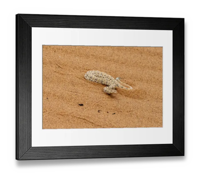 Framed Print : Dwarf puff adder (Bitis peringueyi) in the sand
