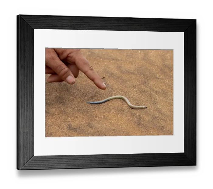 Framed Print : FitzSimon's burrowing skink or short blind dart skink
