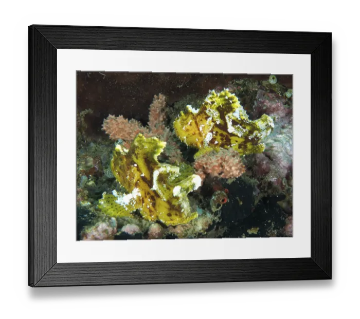 Framed Print : Two yellow rocking fish (Taenianotus triacanthus) between corals in a tropical underwater landscape Framed Print : Two yellow rocking fish (Taenianotus triacanthus) between corals in a tropical underwater landscape