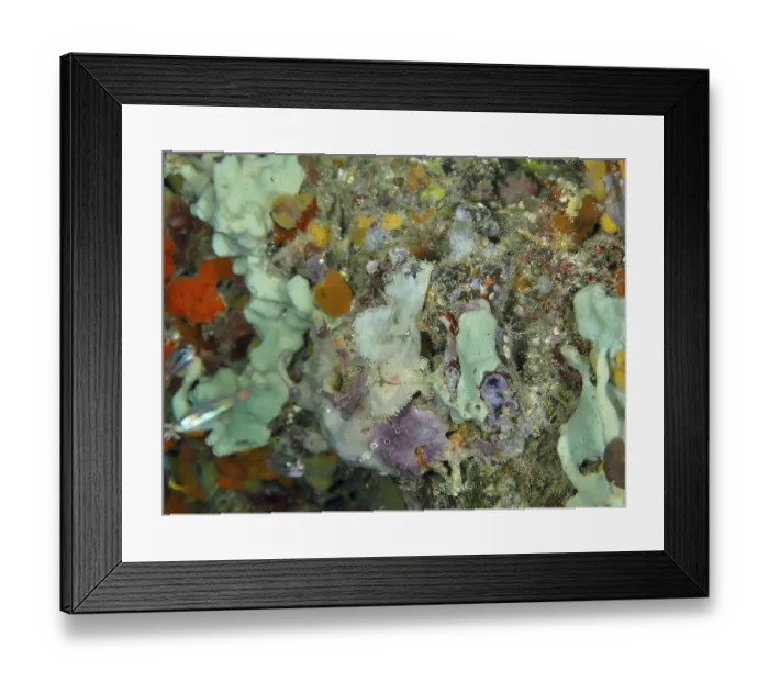 Framed Print : Colourful coral reef with various marine animals Framed Print : Colourful coral reef with various marine animals