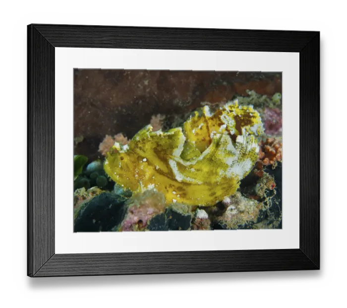 Framed Print : Yellow fish with unique structure Framed Print : Yellow fish with unique structure
