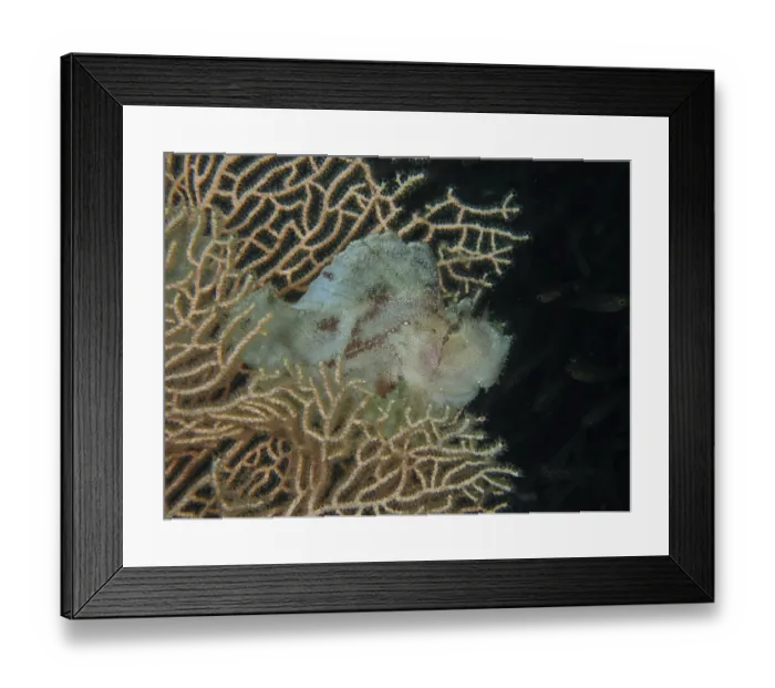 Framed Print : A well-camouflaged fish, a rocking fish (Taenianotus triacanthus) Framed Print : A well-camouflaged fish, a rocking fish (Taenianotus triacanthus)