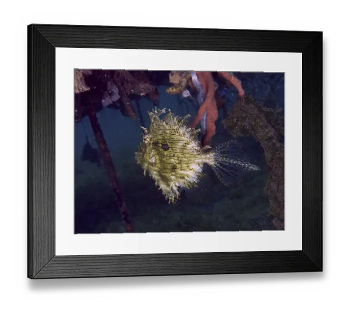 Framed Print : A bizarre jewellery filefish (Chaetodermis penicilligerus)