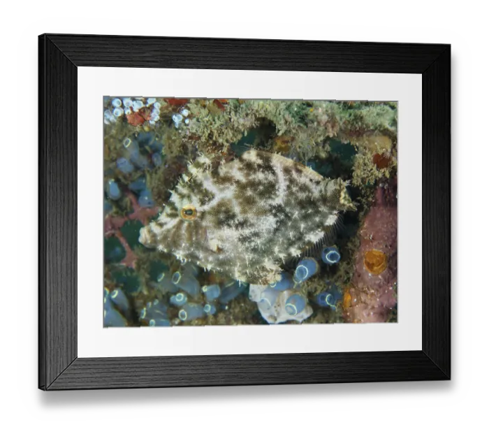 Framed Print : A fish with a camouflage pattern Framed Print : A fish with a camouflage pattern