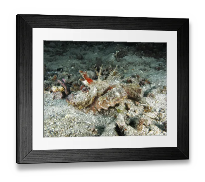 Framed Print : A spiny devil fish (Inimicus didactylus) rests camouflaged between stony corals on the seabed