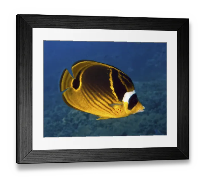 Framed Print : Yellow-black tobacco butterflyfish (Chaetodon fasciatus) in a tropical coral reef Framed Print : Yellow-black tobacco butterflyfish (Chaetodon fasciatus) in a tropical coral reef