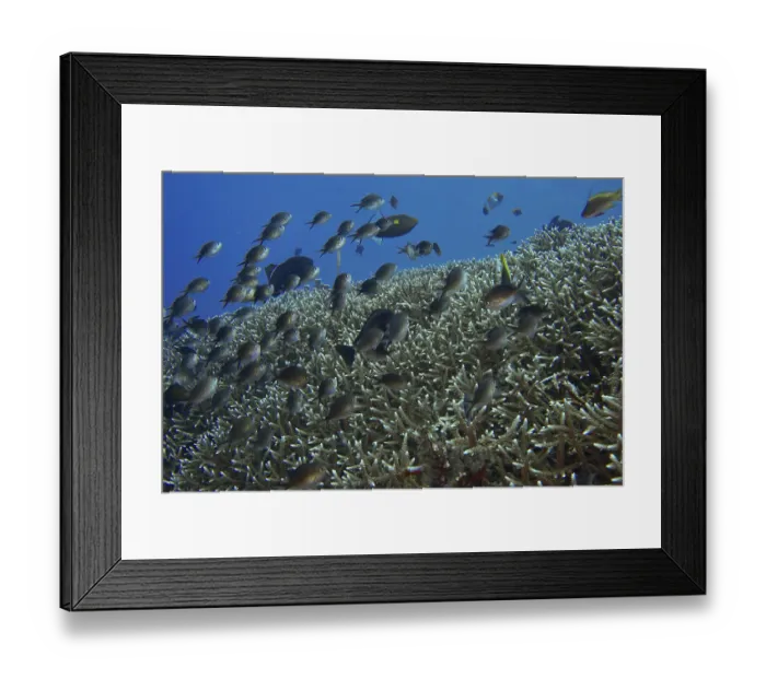 Framed Print : School of Ternate Swallowtails (Chromis ternatensis) over a coral reef in the blue ocean