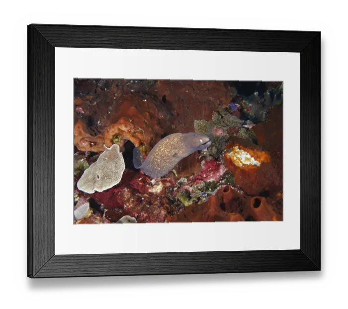 Framed Print : Brown moray eel, white-eyed moray eel (Gymnothorax thyrsoideus) hiding in a cave in the reef Framed Print : Brown moray eel, white-eyed moray eel (Gymnothorax thyrsoideus) hiding in a cave in the reef
