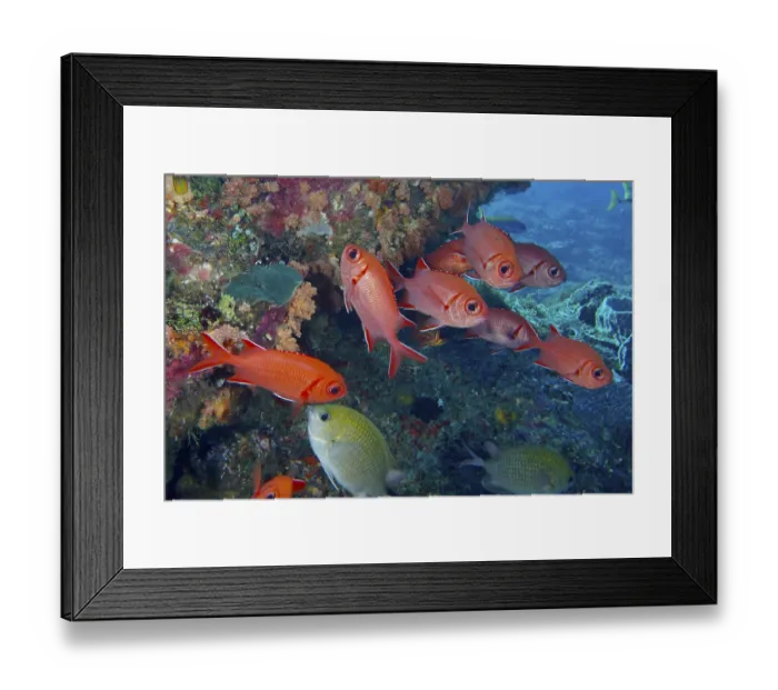 Framed Print : Red school of white-tipped soldierfish (Myripristis vittata) in a lively coral landscape