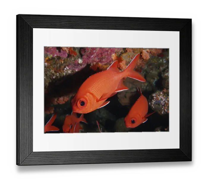 Framed Print : Close-up of bright red fish with large eyes Framed Print : Close-up of bright red fish with large eyes