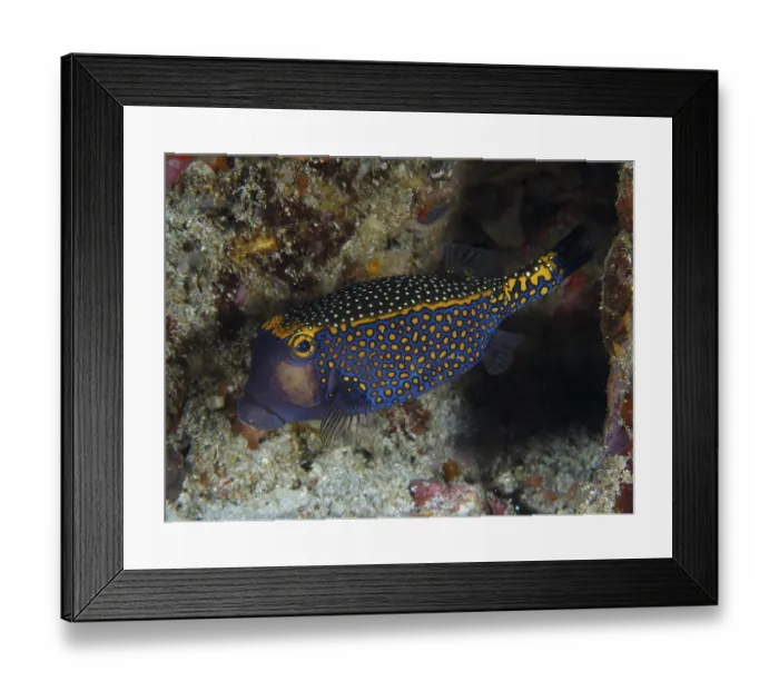 Framed Print : Blue-orange boxfish with a dotted pattern Framed Print : Blue-orange boxfish with a dotted pattern
