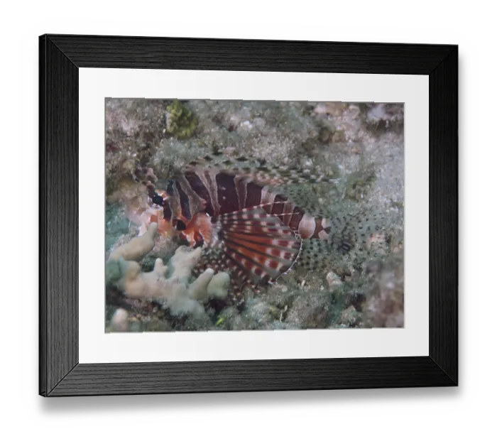 Framed Print : Lionfish with striped fins, zebra dwarf lionfish (Dendrochirus zebra)