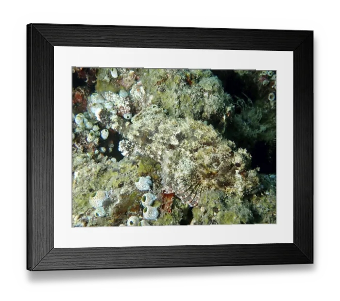 Framed Print : Papuan scorpionfish (Scorpaenopsis papuensis) camouflaged between corals and algae