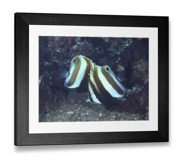 Framed Print : A pair of butterflyfish with a distinctive stripe pattern