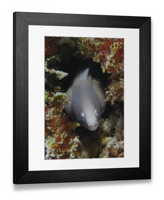 Framed Print : White-eyed moray eel (Gymnothorax thyrsoideus) peers out from its hiding place in the coral reef Framed Print : White-eyed moray eel (Gymnothorax thyrsoideus) peers out from its hiding place in the coral reef
