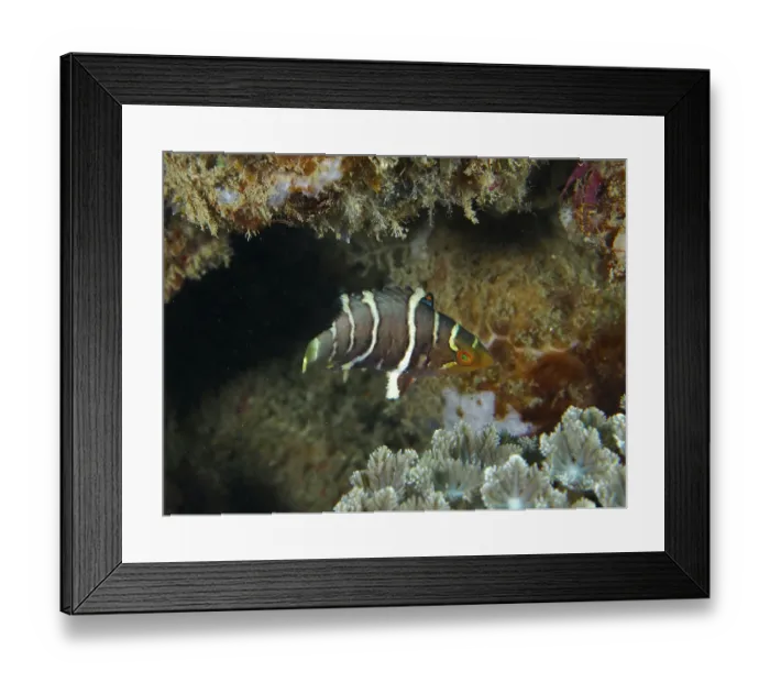 Framed Print : A colourful fish with distinctive stripes