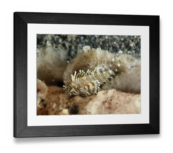 Framed Print : Tiny fish with striped pattern Framed Print : Tiny fish with striped pattern