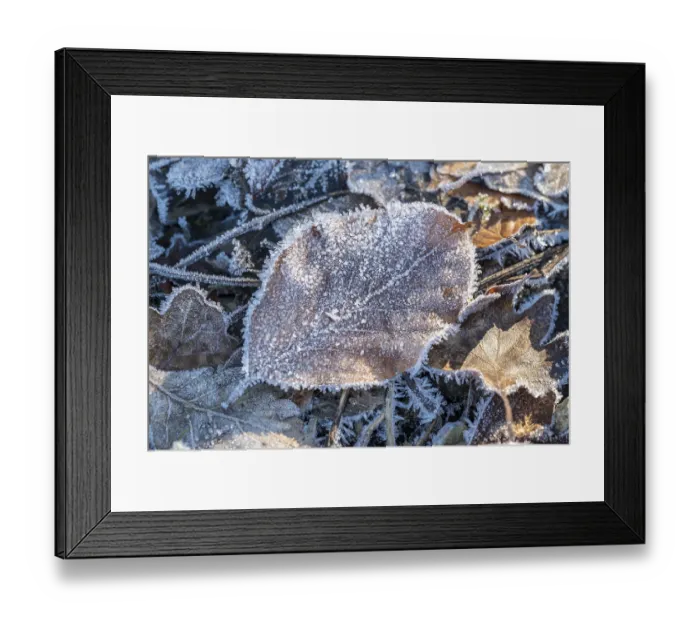 Framed Print : Close-up of a beech leaf (Fagus) covered with frost and ice crystals on the ground of a winter forest