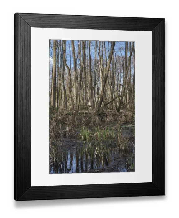 Framed Print : Forest with black alder (Alnus glutinosa) Framed Print : Forest with black alder (Alnus glutinosa)