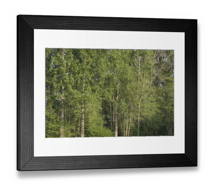 Framed Print : Deciduous forest with black poplar (Populus nigra)