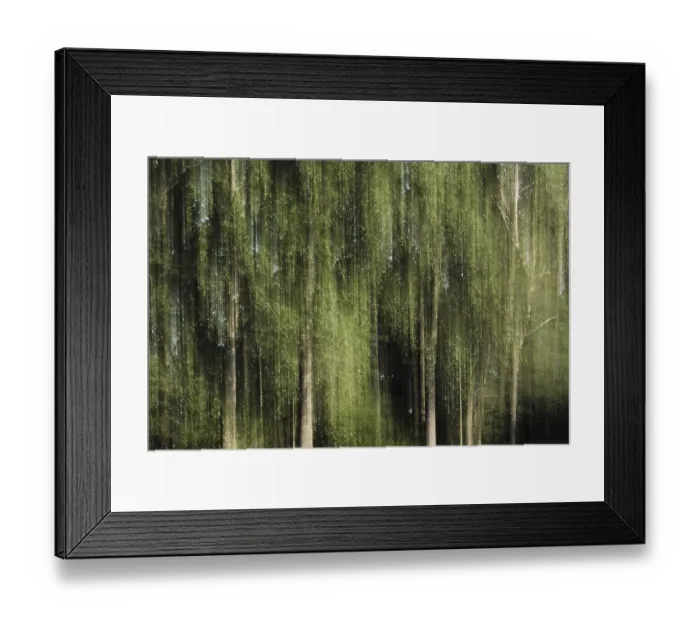 Framed Print : Deciduous forest with black poplar (Populus nigra) Framed Print : Deciduous forest with black poplar (Populus nigra)