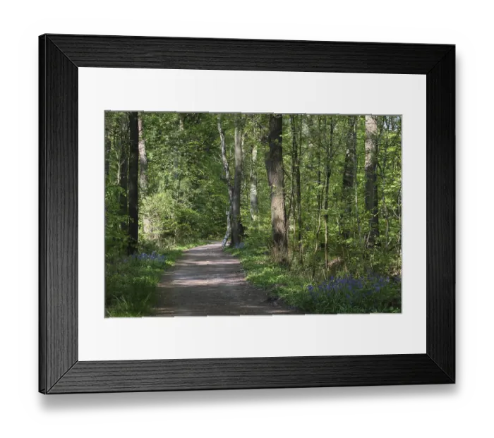 Framed Print : Hiking trail through deciduous forest