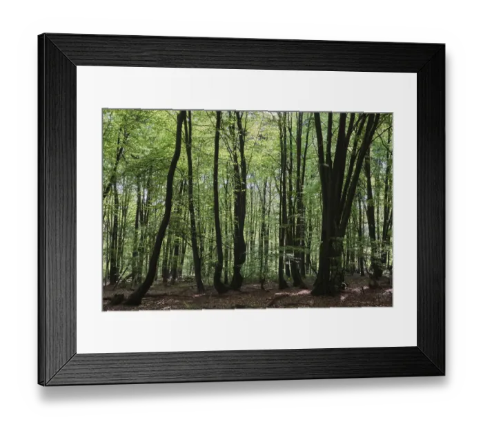 Framed Print : Deciduous forest of hornbeam (Fagus silvatica)