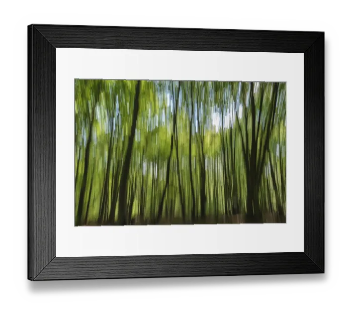 Framed Print : Deciduous forest with copper beeches (Fagus silvatica) Framed Print : Deciduous forest with copper beeches (Fagus silvatica)