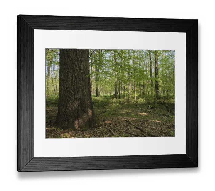 Framed Print : Deciduous forest with English oaks (Quercus robur) Framed Print : Deciduous forest with English oaks (Quercus robur)