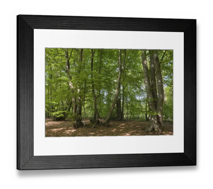 Framed Print : Deciduous forest with copper beeches (Fagus silvatica) Framed Print : Deciduous forest with copper beeches (Fagus silvatica)