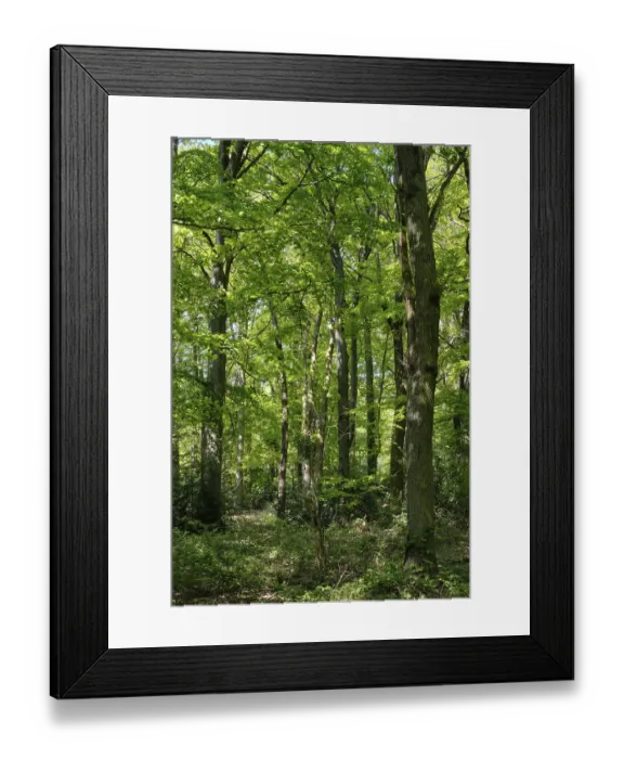Framed Print : Deciduous forest with English oaks (Quercus robur)