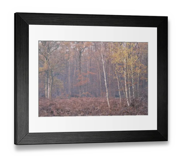 Framed Print : Autumn forest with sand birch (Betula pendula)