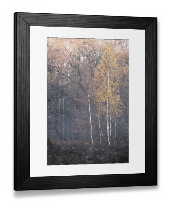 Framed Print : Autumn forest with sand birch (Betula pendula)