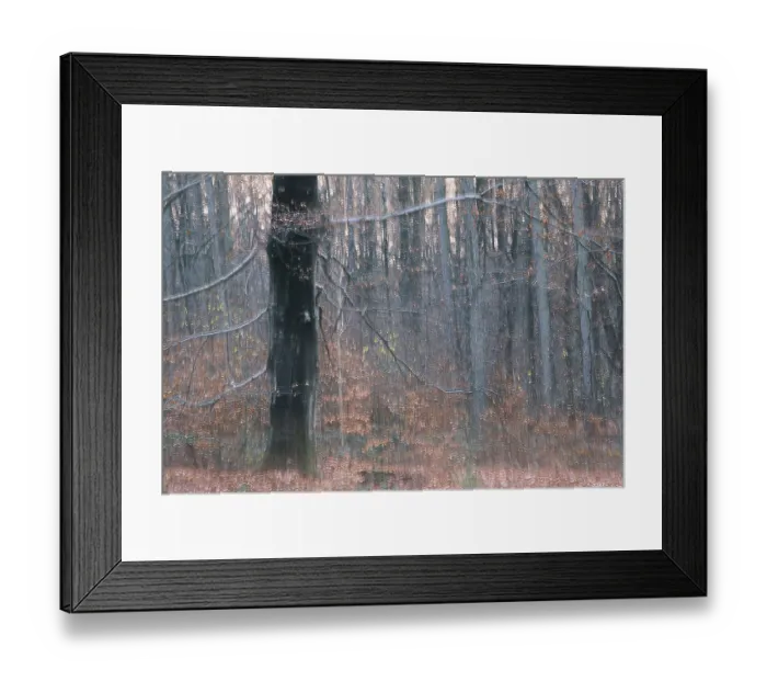 Framed Print : Autumn forest with copper beech (Fagus silvatica) Framed Print : Autumn forest with copper beech (Fagus silvatica)