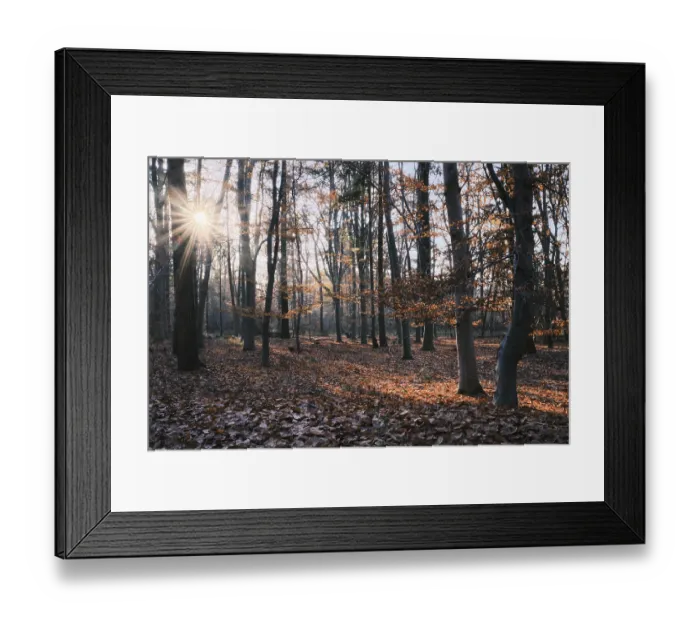 Framed Print : Autumn forest with copper beech (Fagus silvatica)