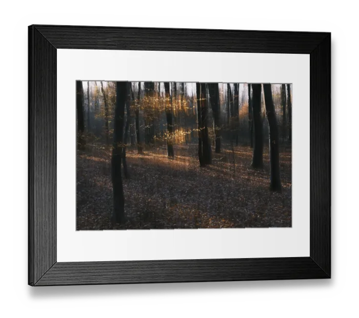 Framed Print : Autumn forest with copper beech (Fagus silvatica) Framed Print : Autumn forest with copper beech (Fagus silvatica)
