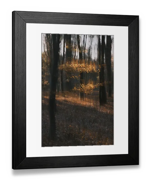 Framed Print : Autumn forest with copper beech (Fagus silvatica)