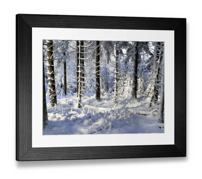 Framed Print : Snowy forest with sunlight through the trees