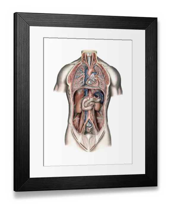 Framed Print : Medical illustration, lungs and internal organs of humans