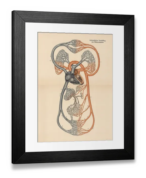 Framed Print : Medical illustration, diagram of human blood circulation Framed Print : Medical illustration, diagram of human blood circulation