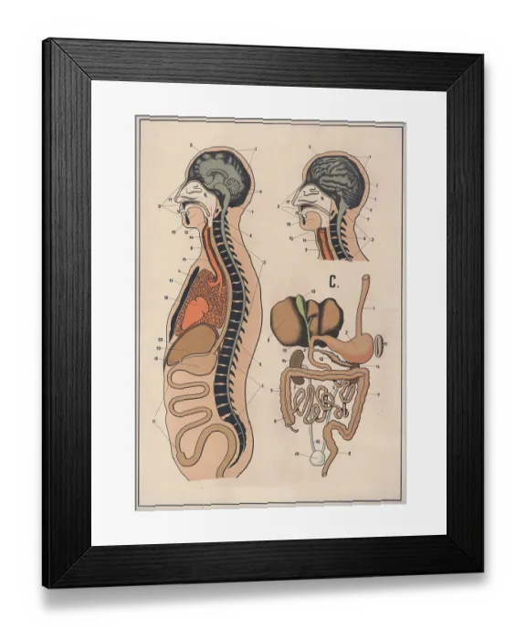 Framed Print : Medical illustration, The human digestive system Framed Print : Medical illustration, The human digestive system