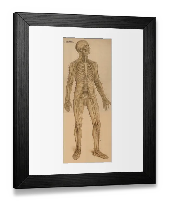 Framed Print : Medical illustration, The peripheral nervous system Framed Print : Medical illustration, The peripheral nervous system