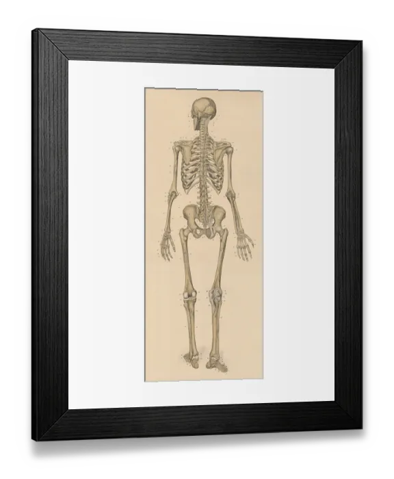 Framed Print : Medical illustration, human skeleton from behind