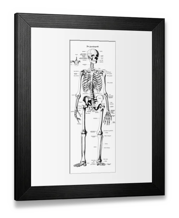 Framed Print : Medical illustration, bone framework Framed Print : Medical illustration, bone framework
